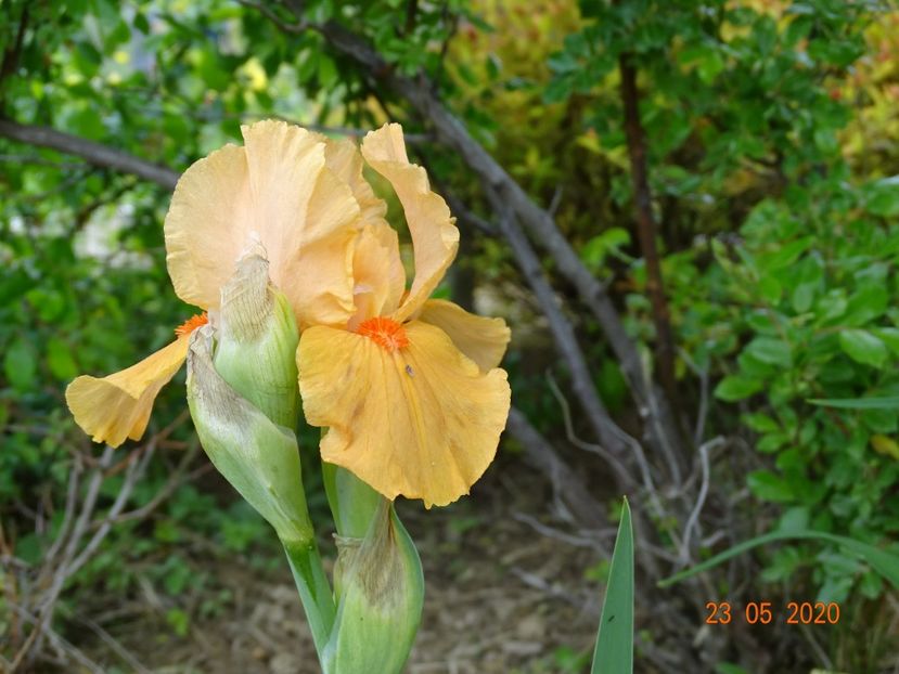 Orange Petals - Irisi si bujori 2020