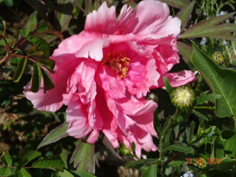 pink anthesis - Irisi si bujori 2020