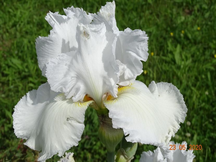 Lacy Snowflake - Irisi si bujori 2020
