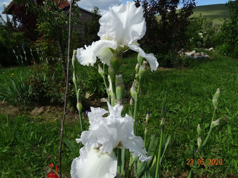 Lacy Snowflake - Irisi si bujori 2020