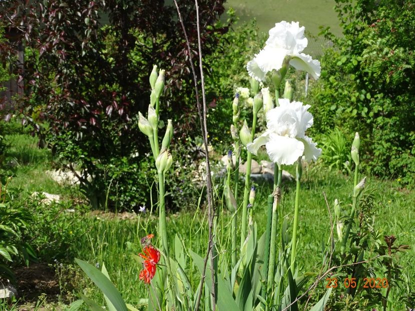 Lacy Snowflake - Irisi si bujori 2020