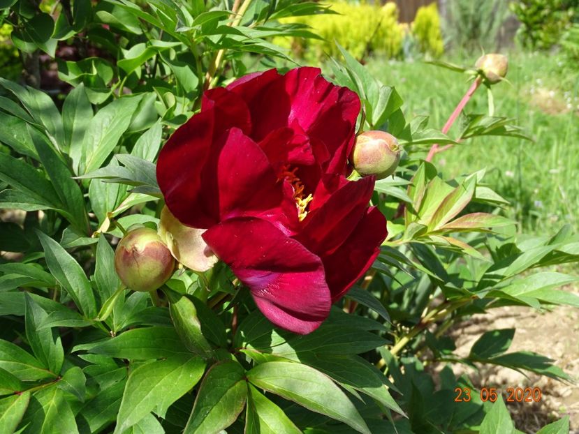 Scarlet Heaven - Irisi si bujori 2020