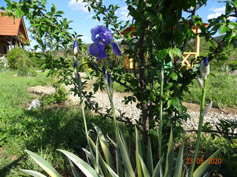 pallida variegata - Irisi si bujori 2020
