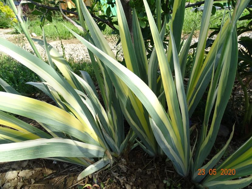 pallida variegata - Irisi si bujori 2020