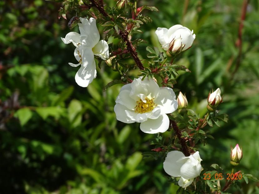 spinosissima Altaica - Trandafiri 1