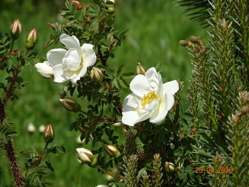 spinosissima Altaica - Trandafiri 1