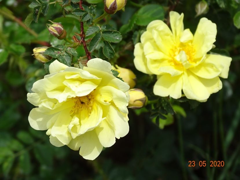 Harison's Yellow - Trandafiri 1