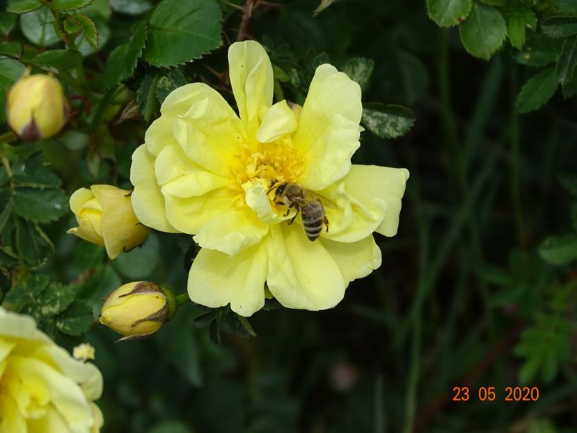 Harison's Yellow - Trandafiri 1