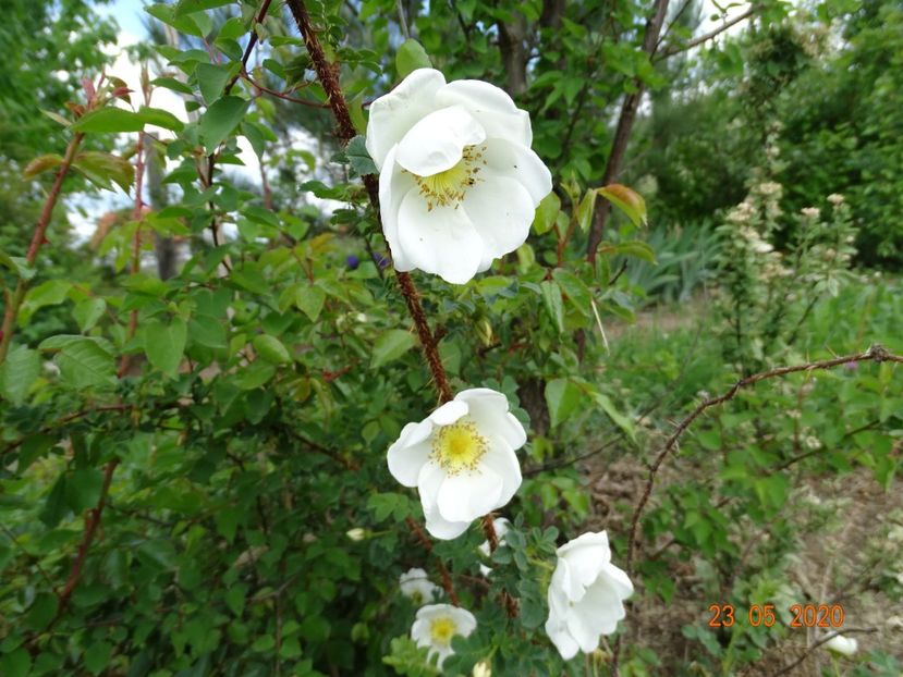 pimpinellifolia - Trandafiri 1