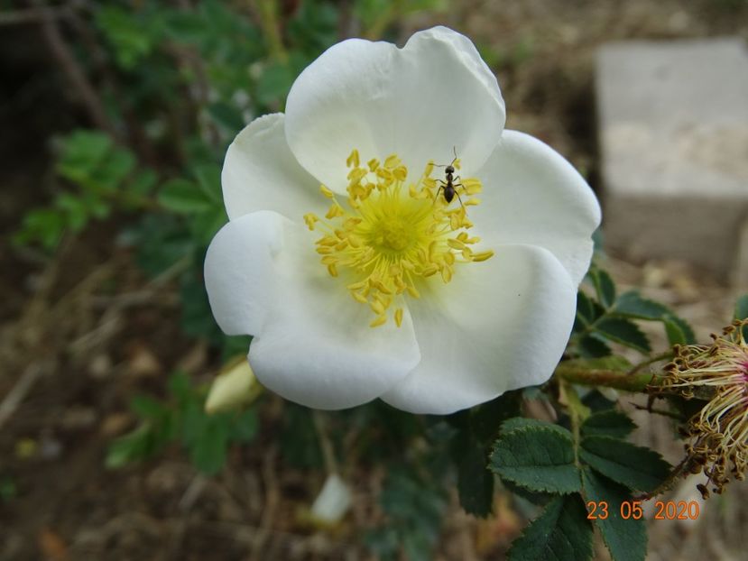 pimpinellifolia - Trandafiri 1