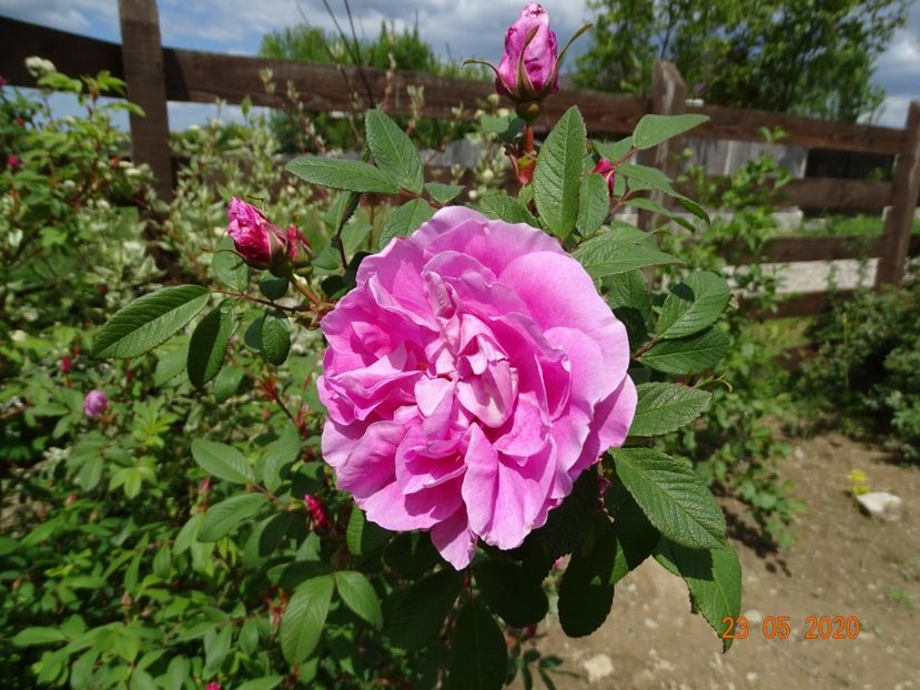 Therese Bugnet - Trandafiri 1