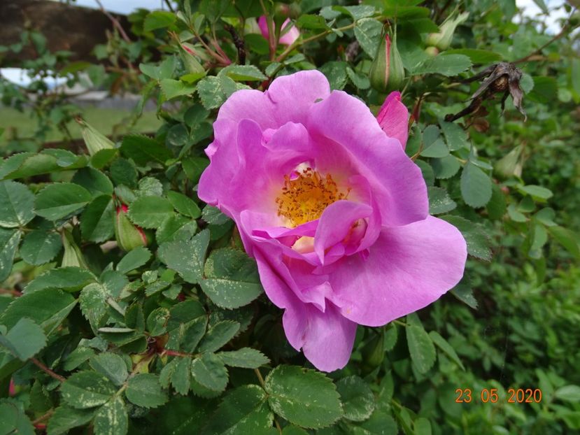 Marguerite Hilling - Trandafiri 1