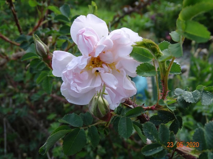 Stanwell Perpetual - Trandafiri 1