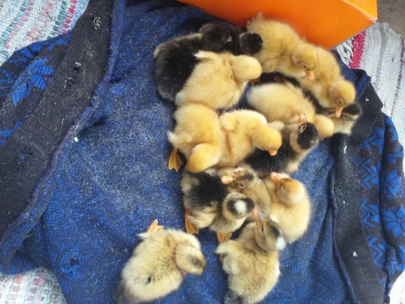  - Boboci de rata mai 2020