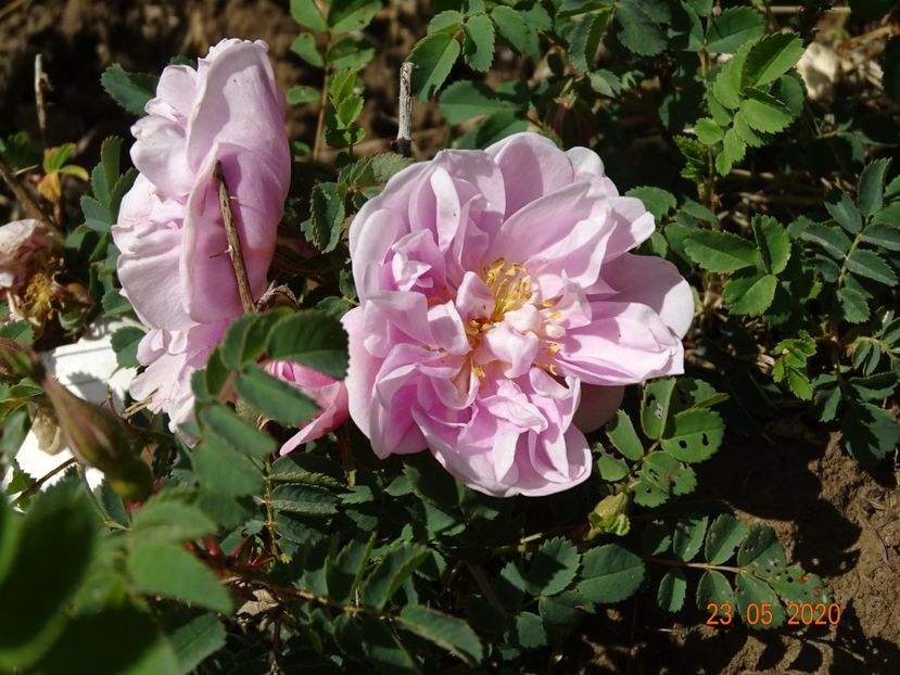 Mon Amie Claire - Trandafiri 1