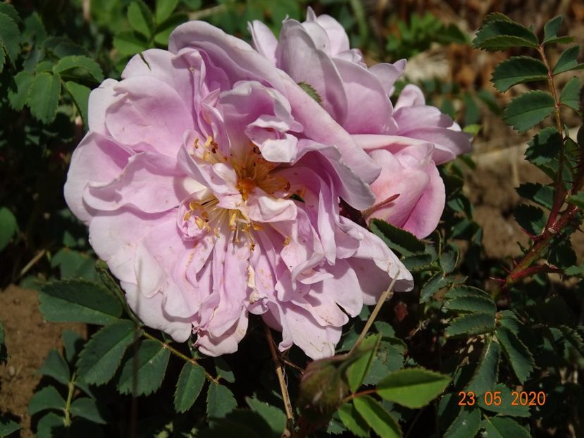 Mon amie Claire - Trandafiri 1