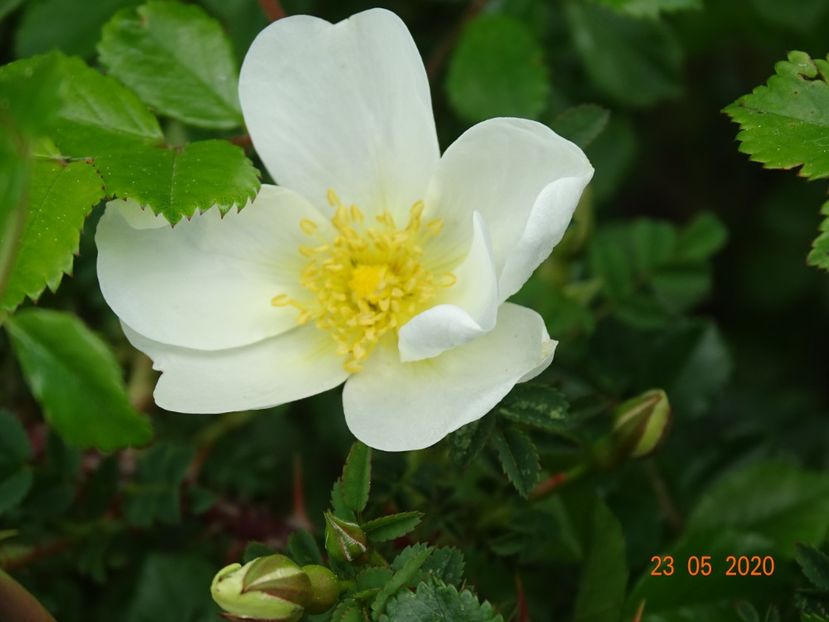 spinossisima Repens - Trandafiri 1