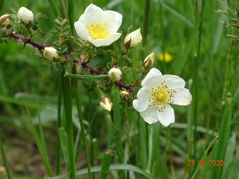 spinossisima Repens - Trandafiri 1
