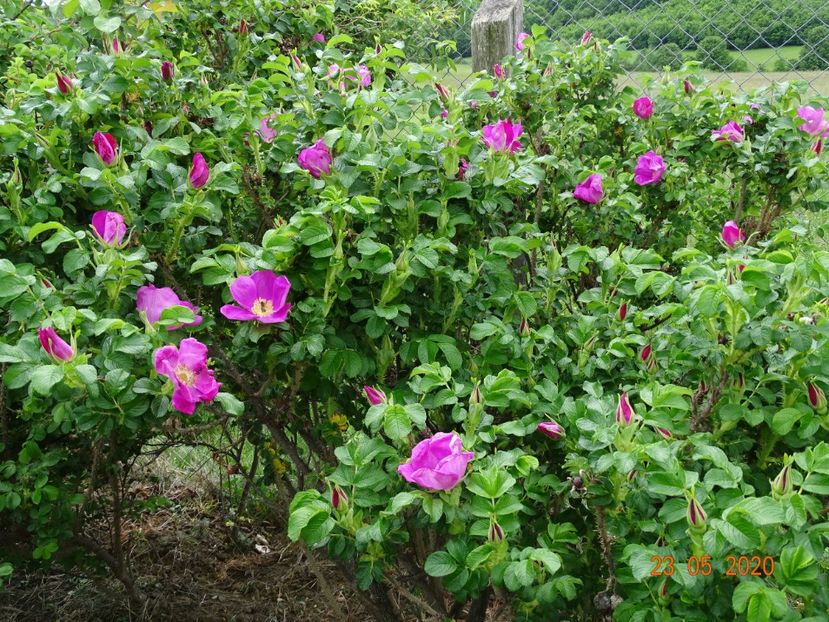 rugosa Rubra - Trandafiri 1