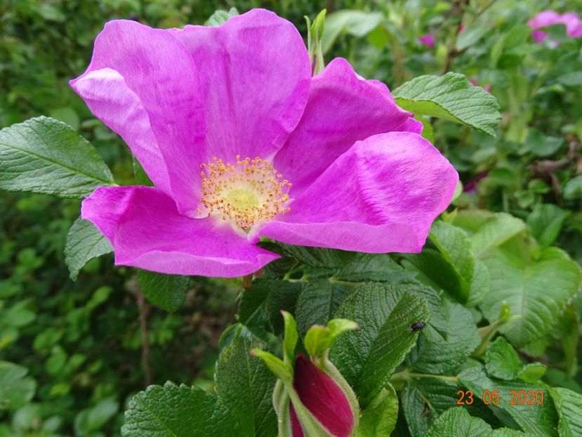 rugosa Rubra - Trandafiri 1