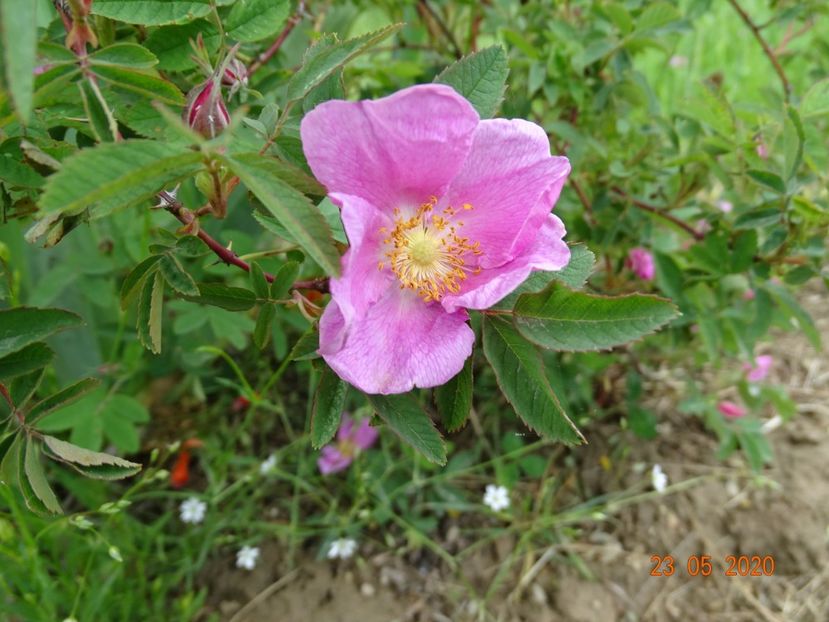 rosa californica? - Trandafiri 1