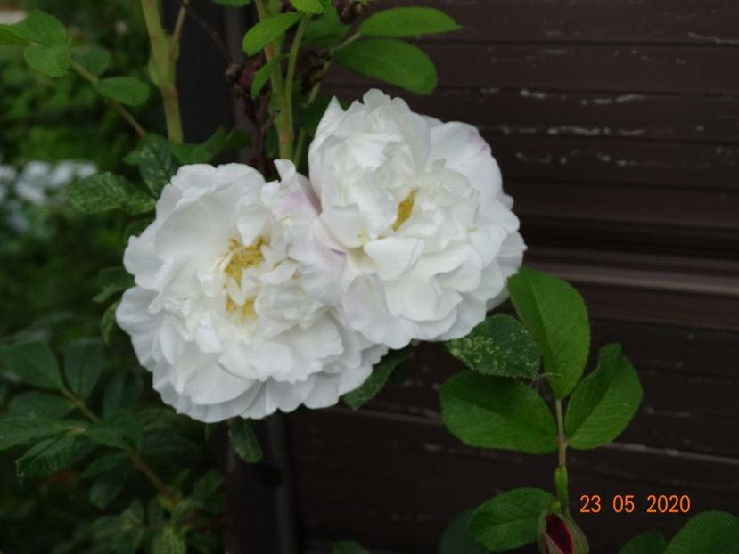 Louise Bugnet - Trandafiri 1