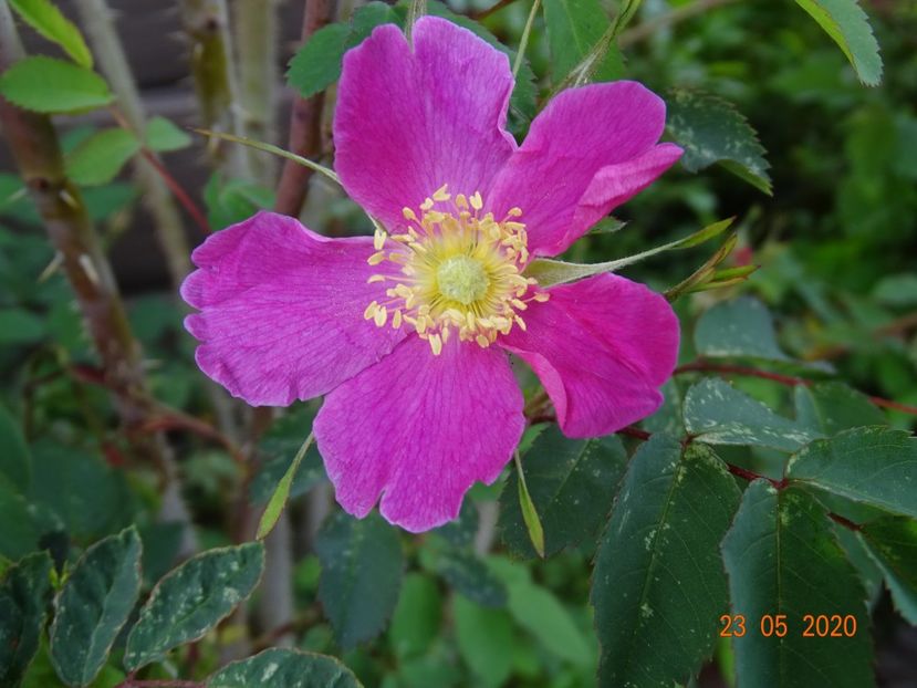 rosa pendulina Harstad - Trandafiri 1
