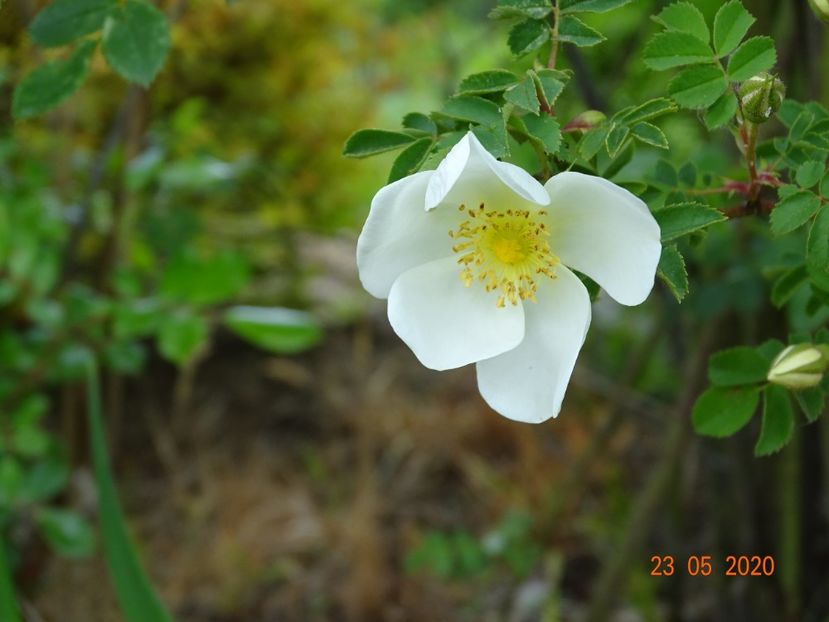 pimpinellifolia - Trandafiri 1