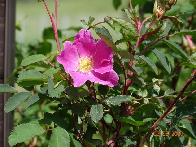rosa pendulina Harstad - Trandafiri 1