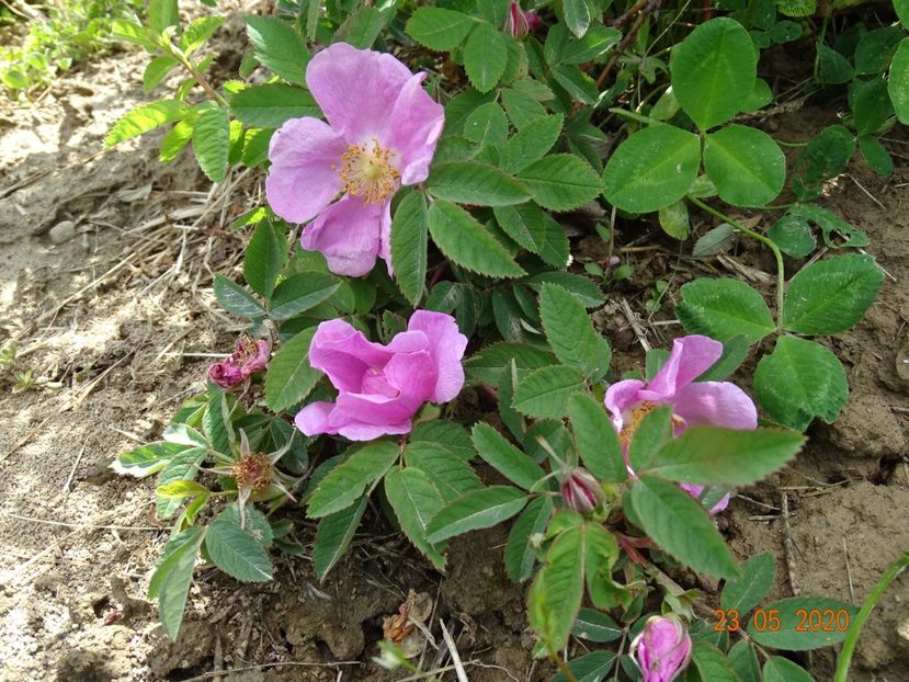 rosa californica? - Trandafiri 1