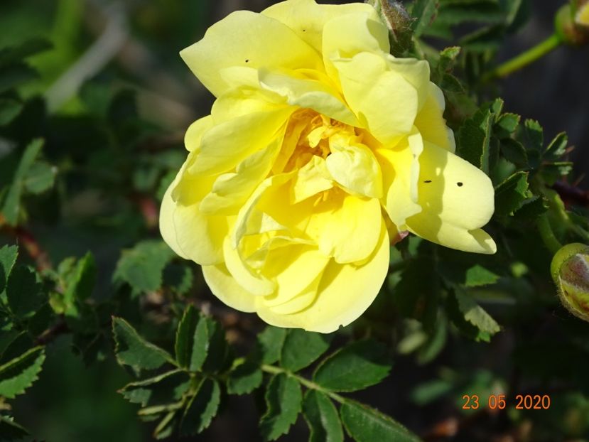 Harison's Yellow - Trandafiri 1