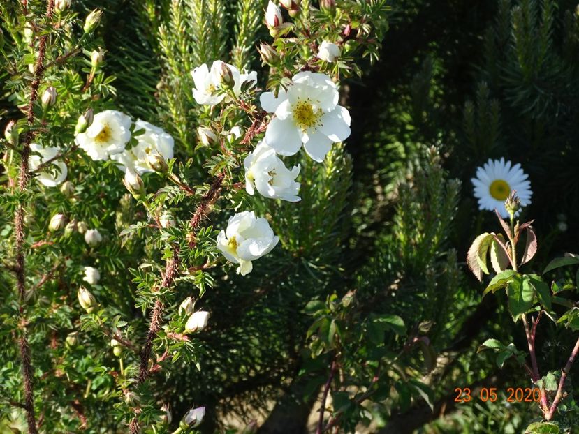 spinosissima Altaica - Trandafiri 1