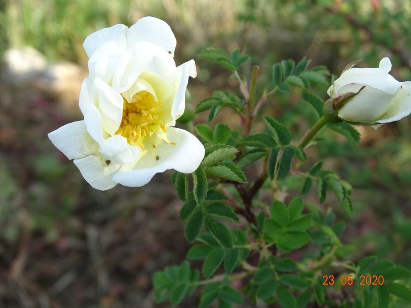 Kakwa - Trandafiri 1