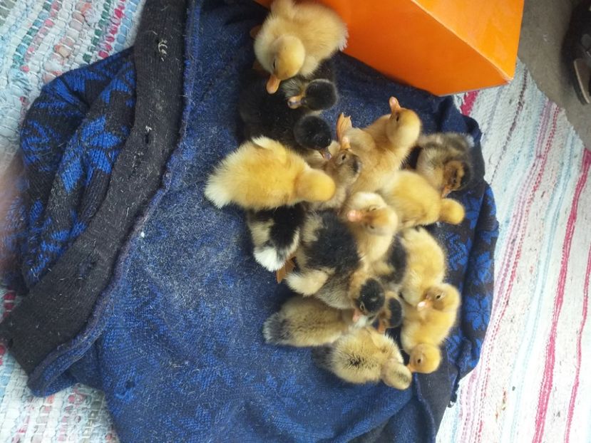  - Boboci de rata mai 2020