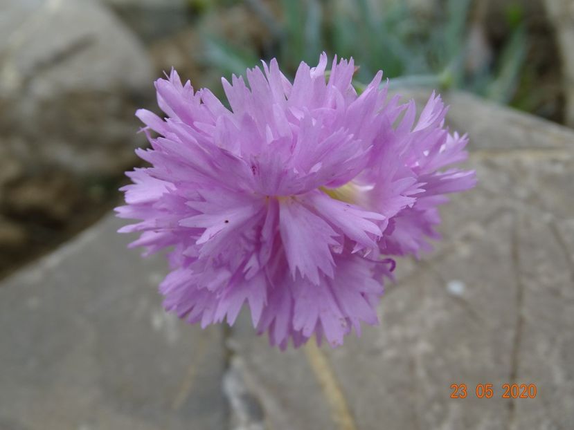 dianthus Rose de Mai - Stancarie 2020 - inceputuri