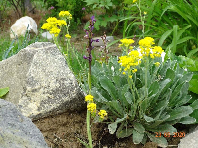 aurinia saxatilis - Stancarie 2020 - inceputuri