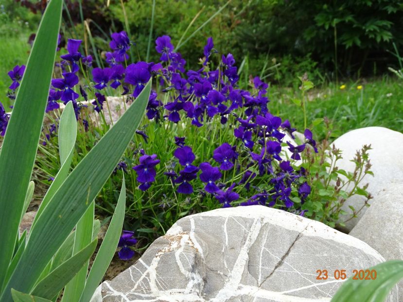 viola calcarata - Stancarie 2020 - inceputuri