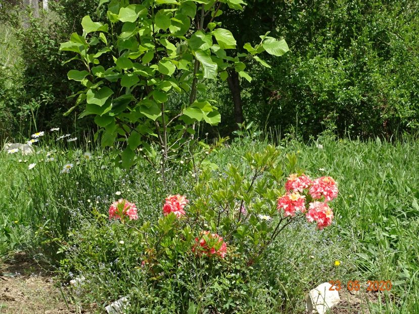 azalea Corneille - Dobarland 2020 3