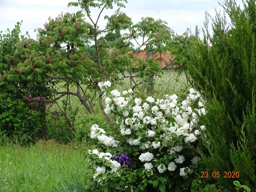 viburnum plicatum Popcorn - Dobarland 2020 3