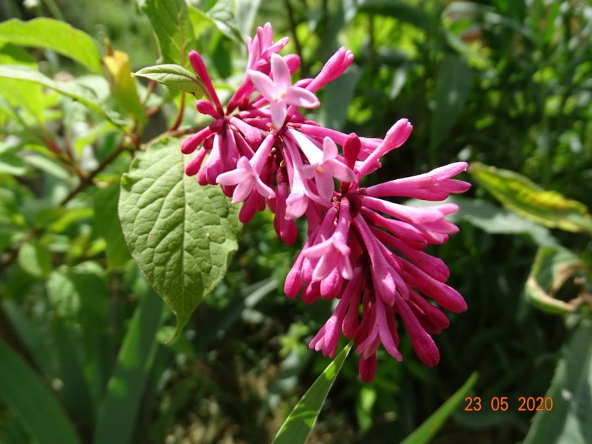 syringa Miss Canada - Dobarland 2020 3
