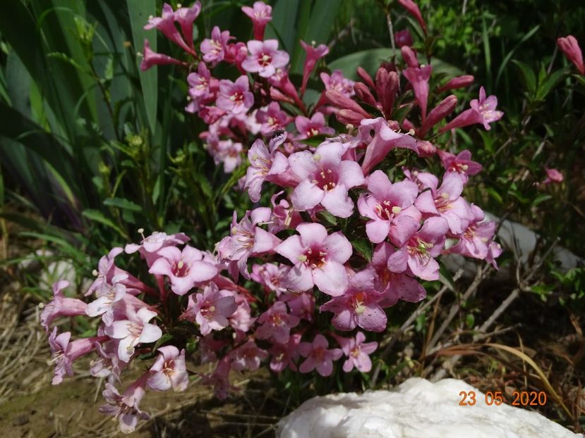 weigela Pink Poppet - Dobarland 2020 3