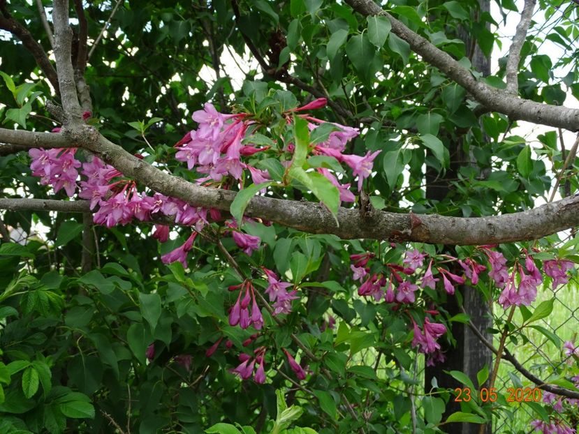 weigela Pink Princess - Dobarland 2020 3