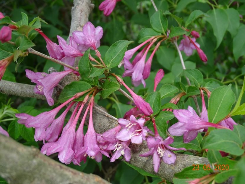 weigela Pink Princess - Dobarland 2020 3