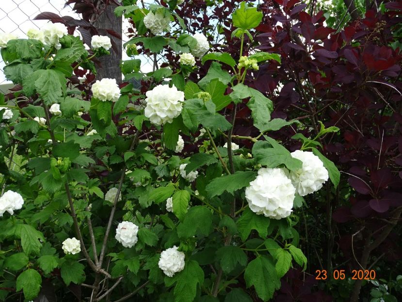 viburnum opulus Roseum - Dobarland 2020 3