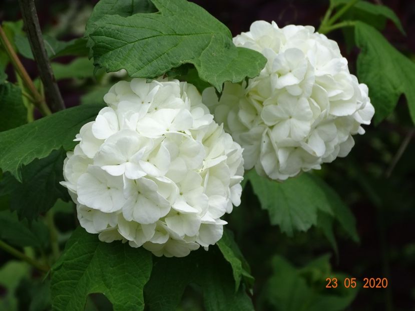 viburnum opulus Roseum - Dobarland 2020 3