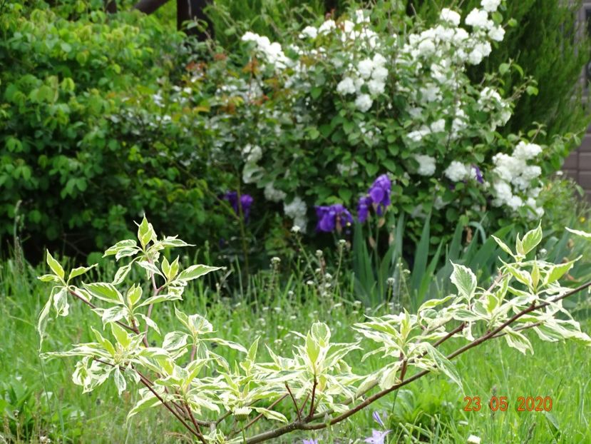 cornus controversa Variegata, viburnum Popcorn - Dobarland 2020 3