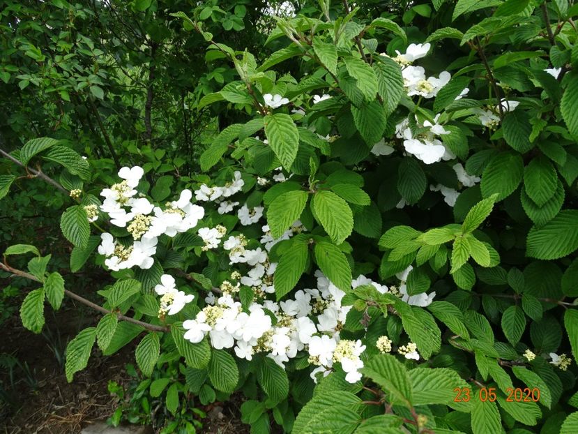 viburnum plic. Watanabe - Dobarland 2020 3