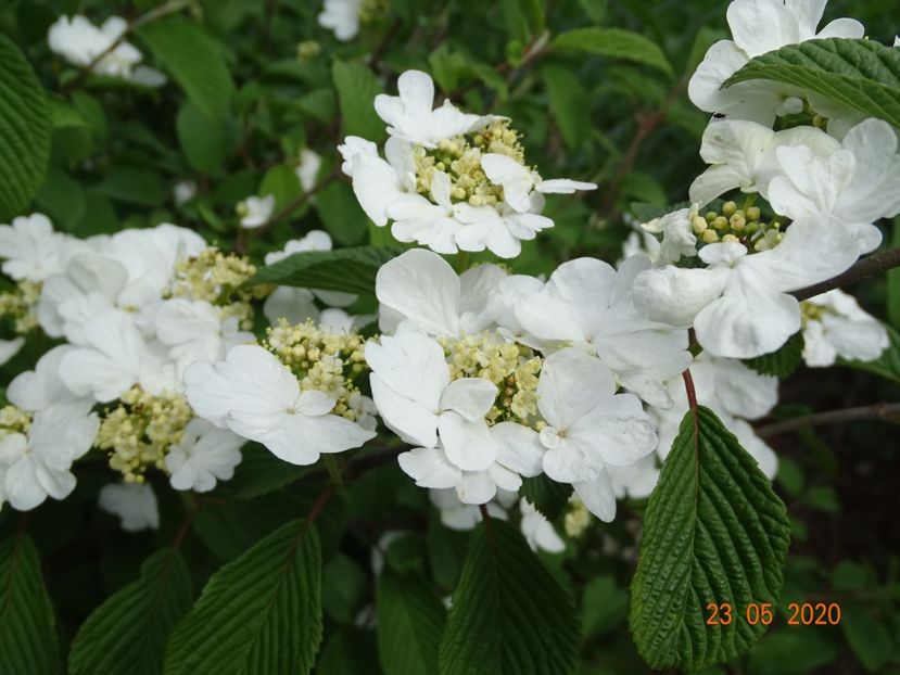 viburnum plic. Watanabe - Dobarland 2020 3