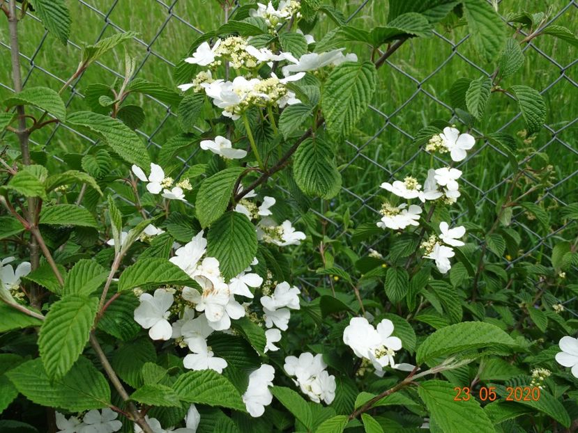 viburnum plic. Watanabe - Dobarland 2020 3