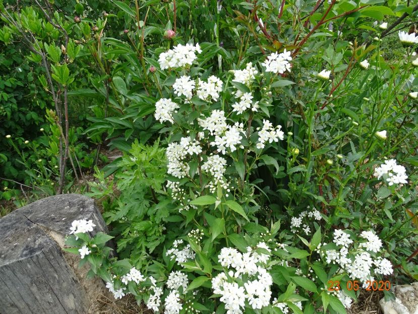 deutzia lemoinei - Dobarland 2020 3